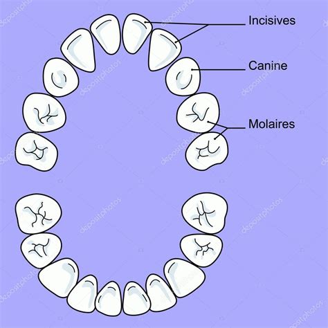 There are 20 milk teeth in total — Stock Photo © imagepointfr #44401201