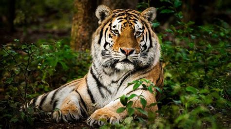 Tigre De Bengala El Gran Felino De Las Selvas De La India