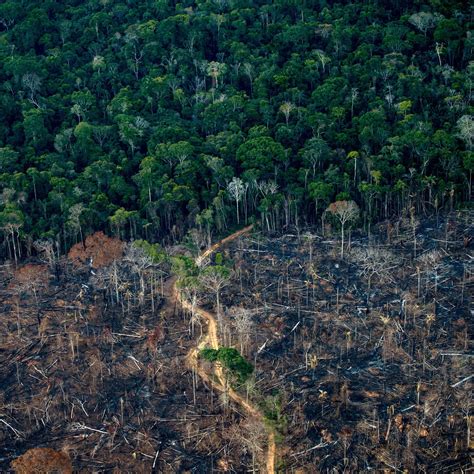 Dampak Alih Fungsi Hutan Menjadi Lahan Pertanian | PROJEK IPAS