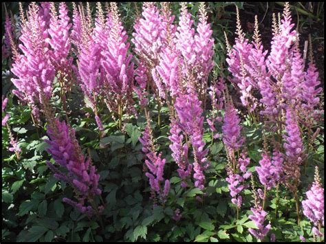PUMILA ASTILBE – Hinsdale Nurseries