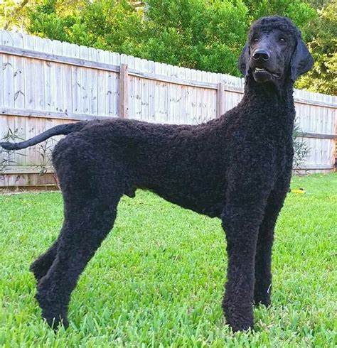 Great Short Clip Poodle Puppy Standard Standard Poodle Poodle Puppy