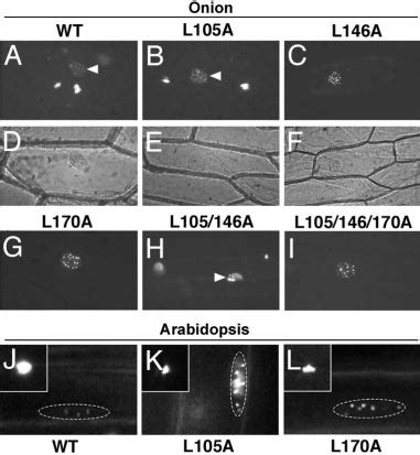 A I Fluorescence Micrographs Of Onion Epidermal Cells Expressing