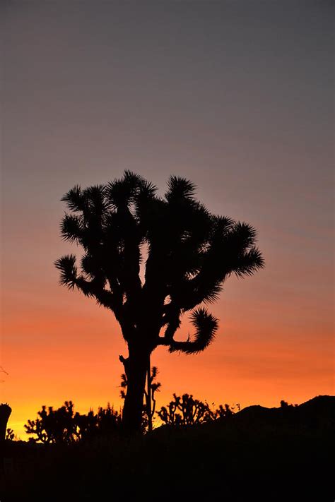 Joshua Tree At Sunset Photograph By Tami Roleff