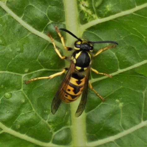 Eine von 5, Deutsche Wespe | Deutsche Wespe (Vespula germani… | Flickr