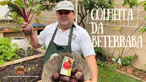 Colheita Da Beterraba Plantada Na Horta Em Casa YouTube