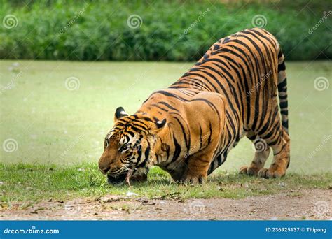 Hungry Bengal Tiger Feeding Show in the Zoo Stock Image - Image of circus, entertainment: 236925137