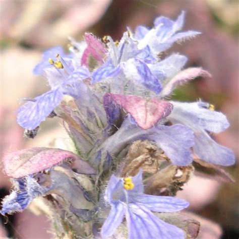 Ajuga Reptans Alba Bugle Rampante Couvre Sol Fleurs Blanches