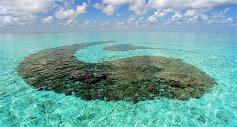 Discover the Stunning Coral Reefs of Maldives