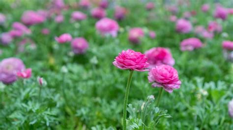 Premium Photo | Pink ranunculus flower in a garden