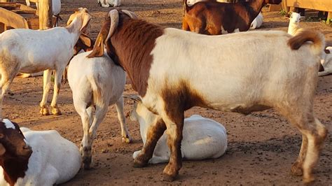 Tips On Managing Goats On Zero Grazing Youtube