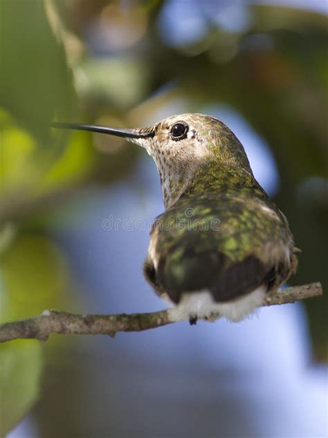 Female Broad Tailed Hummingbird Stock Image Image Of Hummingbird