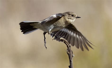 Flame Robin - female Photograph by Narelle Duncan - Fine Art America