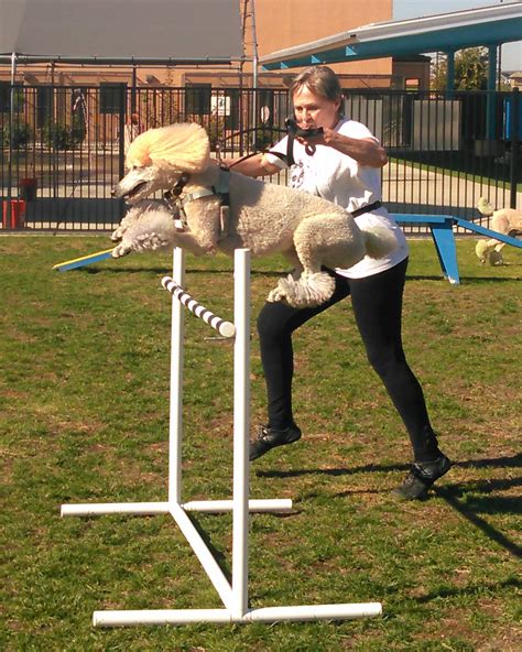 Creature Coach Animal Training Denton, TX Agility Class Gallery - Creature Coach Animal Training ...