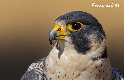 Halc N Peregrino Falco Peregrinus Retrato De Ejemplar Adu Flickr