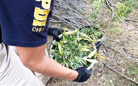 Incautan Más De 10 Mil Plantas De Cannabis Sativa En Precordillera De Curicó Maulehoy