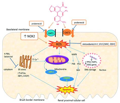 Schematic Representation Of Mechanisms Of Aai Induced Oxidative Stress