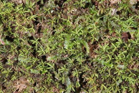 White Octoblepharum Moss Bryophytes Hornworts Liverworts And Mosses