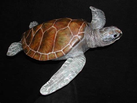 3 Sea Turtle Reproduction