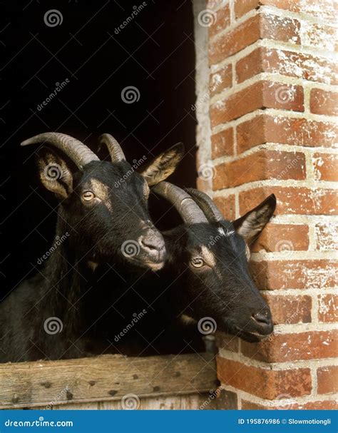 Alpine Chamoisee Goat, a French Breed, Goats at Stable Stock Photo