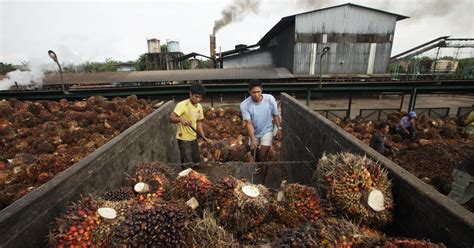 After South East Asia Indias Thirst For Palm Oil May Do Environmental