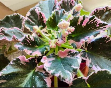 Kei Yoki African Violet Starter Plant (ALL PLANTS Require You to ...