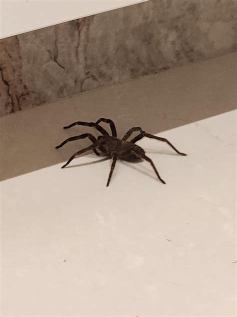 Can Someone Help Me Identify This Spider Found Inside My House In The