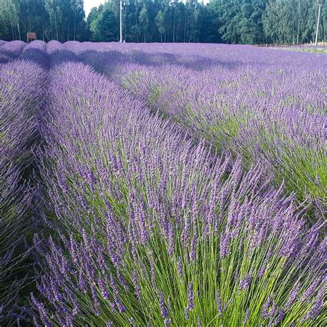 Phenomenal Lavender Lavandula Intermedia High Country Gardens