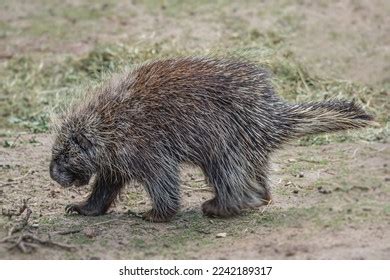 1,504 Porcupine With Food Images, Stock Photos & Vectors | Shutterstock