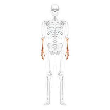 Transparent Human Forearm Bones In Anatomical Position Male Head Hand