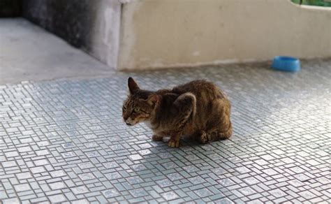 C Mo Saber Si Mi Gato Tiene Algo Atorado En La Garganta Y Qu Hacer