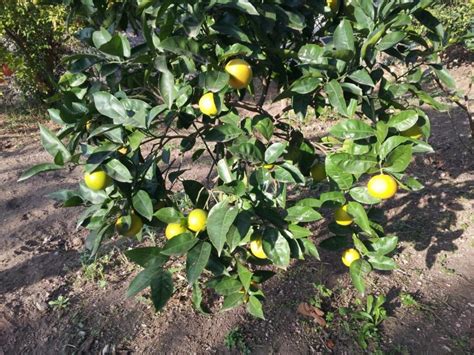 Albero Di Pompelmo Rosa O Giallo