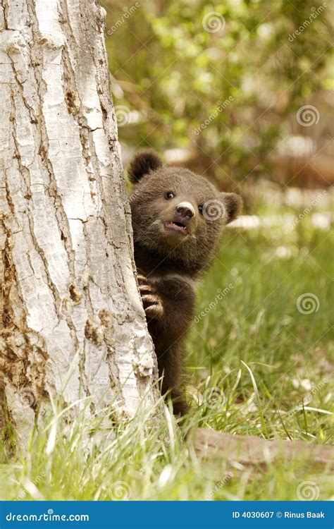 Newborn Grizzly Bear Cubs