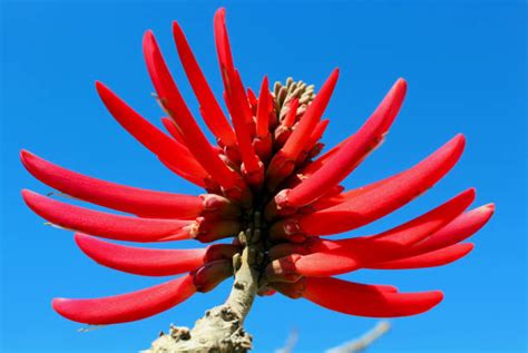 Mulungu Banco De Imagens E Fotos De Stock Istock