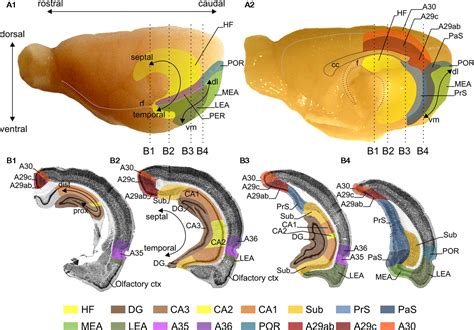 Hippocampal Formation Anatomy