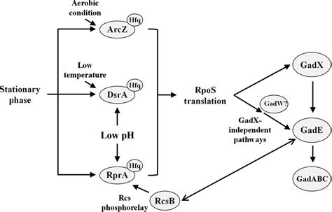 Roles Of Rpos‐activating Small Rnas In Pathways Leading To Acid