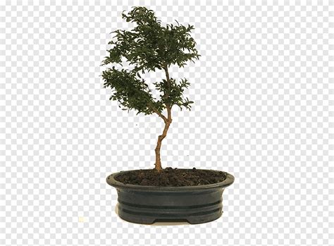 Chinese Sweet Plum Flowerpot Tree Bonsai Red Maple Tree Maple United