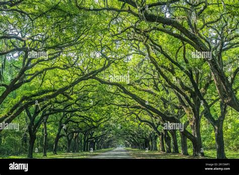 Live Oak Tree Covered Lane At The Wormsloe Plantation In Savannah