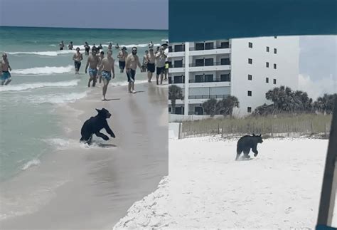 A Bear At The Beach In Destin FL VIDEO Emerald Coast Insider