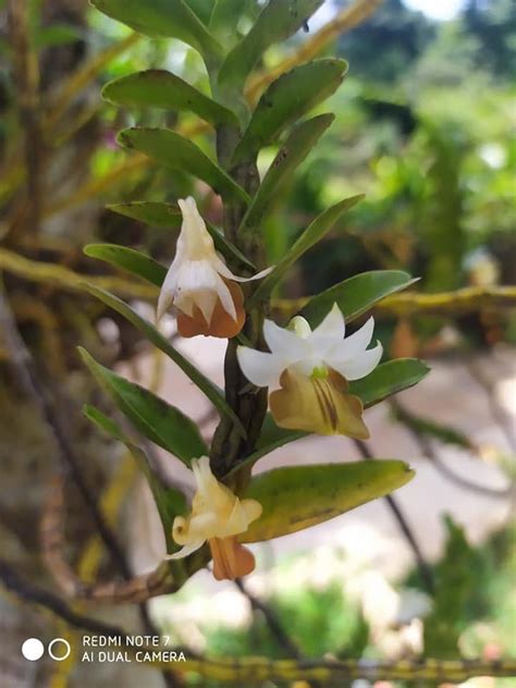 Dendrobium Ellipsophyllum Tang And Ftwang