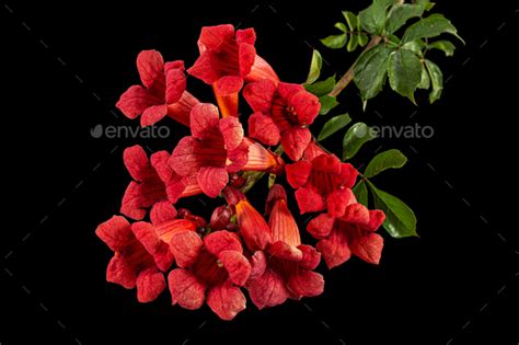 Red Flowers Of Campsis Radicans Grandiflora Vine Climbing Blooming