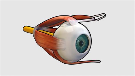 Anatomy Of Human Eye With Extraocular Muscles D Model By Jodi Slade