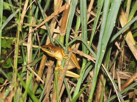 Basin Tree Frog From El Porvenir Monterrey Casanare Colombia On