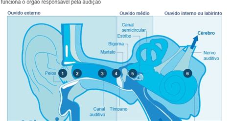 Como É Por Dentro Do Ouvido - Entenda como funciona o ouvido por dentro e para que servem suas partes