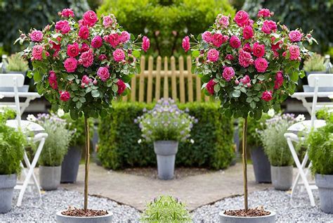 Knock Out Rose Trees | You Need One...or Three! - PlantingTree