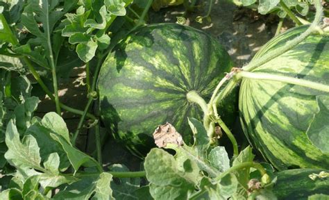 Watermelon Companion Plants And To Avoid