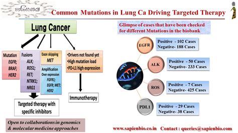 Mutations In Lung Cancer Driving Targeted Therapy Sapien Biosciences