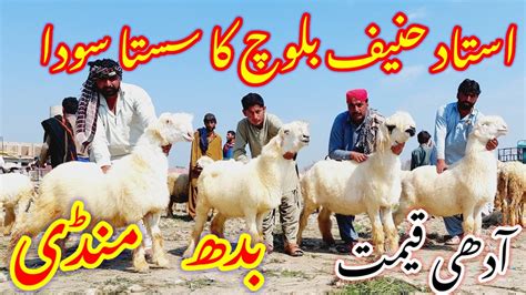 Dera Ghazi Khan Mundra Mandi Location Super Pregnant Mundri Sheeps VS