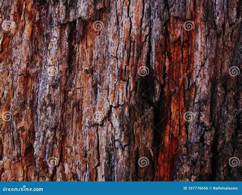 Old Tree Texture Stock Photo Image Of Bark Wood Texture 107776656