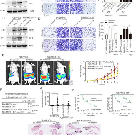 SIX4 Is Essential For HGF Induced HCC Metastasis A Western Blotting Was