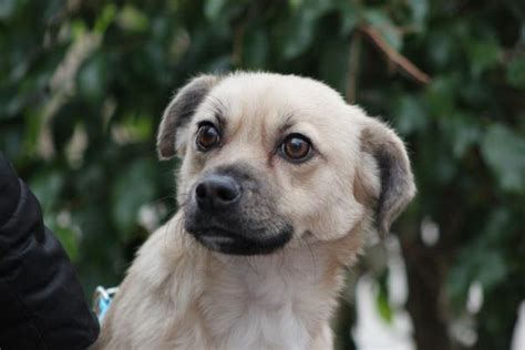 Siuri perro adoptado en Elche Alicante Bambú difunde